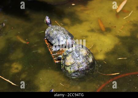 Le tartarughe si crogiolano di giorno nello stagno Foto Stock