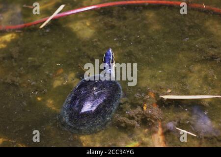 Tartaruga crogiolarsi di giorno nello stagno Foto Stock