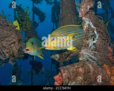 Dolcetti foderati, Plectorhinchus politaenia, nella barriera corallina artificiale, Tulamben, Bali, Indonesia Foto Stock