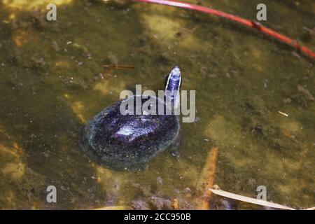 Tartaruga crogiolarsi di giorno nello stagno Foto Stock