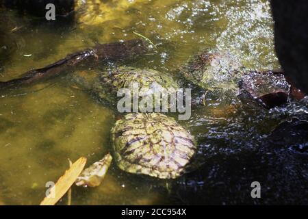 Le tartarughe si crogiolano di giorno nello stagno Foto Stock