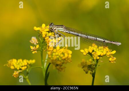 Dasselfly femmina adulta a zampe bianche (pennipi Platycnemis) adagiato su un fiore giallo al Kampina nei Paesi Bassi. Foto Stock