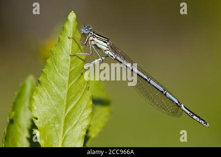 Dasselfly (Platycnemis pennipes) di sesso maschile, con zampe bianche, adagiato su una foglia verde al Kampina, nei Paesi Bassi. Foto Stock