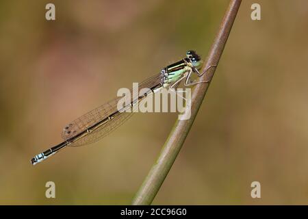 Dasselfly (Ischnura pumilio) da uomo adulto scarce con coda blu che poggia su uno stelo dell'Hatertse Vennen, nei Paesi Bassi. Foto Stock