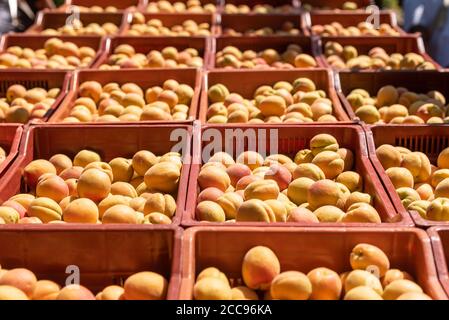 Larnage (Francia sud-orientale). In un arboricoltore, piantare e raccogliere albicocche Bergeron, le più coltivate in Francia, una varietà tardiva (tardi Foto Stock