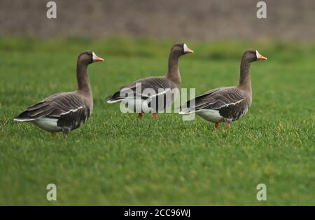 Greater White-fronted Goose (Anser albifrons), in piedi per adulti, visto da un lato, che mostra una becco arancione come l'oca groenlandese dal fronte bianco. Insieme wi Foto Stock