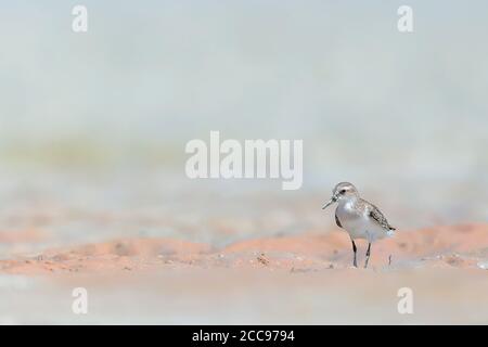 Stint a collo rosso (Calidris ruficollis), in piedi su un piano fangoso maremale Foto Stock