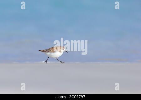 Stint a collo rosso (Calidris ruficollis), che corre lungo la spiaggia Foto Stock