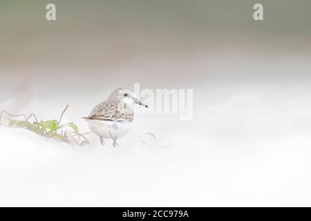 Stint a collo rosso (Calidris ruficollis), in piedi sulla spiaggia Foto Stock