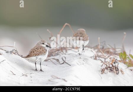 Stint a collo rosso (Calidris ruficollis), in piedi sulla spiaggia Foto Stock