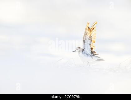 Stint a collo rosso (Calidris ruficollis), in piedi sulla spiaggia con le ali in su Foto Stock