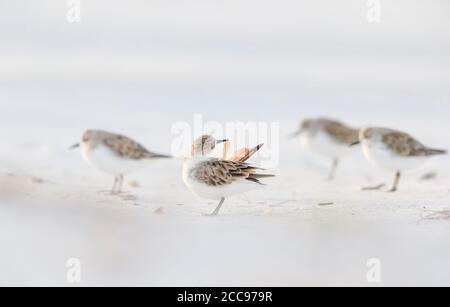 Stint rosso-collo (Calidris ruficollis), in piedi sulla spiaggia preening Foto Stock