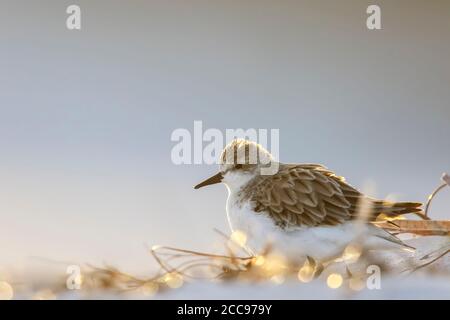 Stint a collo rosso (Calidris ruficollis), in piedi sulla spiaggia Foto Stock