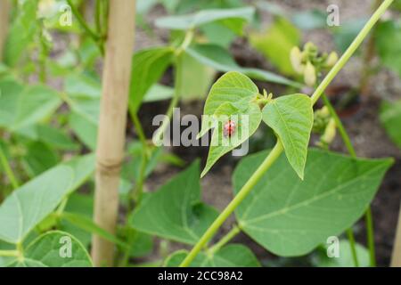 Harlequin ladybird, Harmonia axyridis, sulla foglia di una vite di fagiolo corridore in un giardino di assegnazione Foto Stock