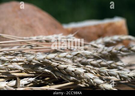 Pane fresco intero con orecchie di grano su sfondo naturale Foto Stock
