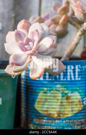 Goccioline d'acqua che si aggrappano alla luce del sole del mattino ad un cresciuto pianta succulenta che cresce in una vecchia teglia di pomodoro vicino a. recinzione in legno Foto Stock