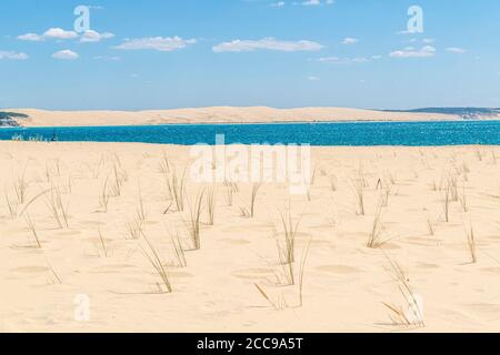 Lege-Cap-Ferret (Francia sud-occidentale): L'erba di martram europea (o erba di mare europea) nella sabbia sul promontorio di Cap-Ferret e la panoramica della Duna Foto Stock