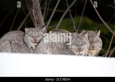 Tre linci canadesi (Lynx canadensis) si abbracciano da vicino su terreni innevati, mostrando una fitta pelliccia invernale e ciuffi di orecchie nere in un habitat boschivo boreale. Foto Stock