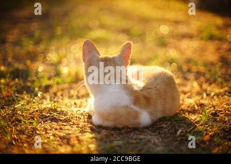 ginger gatto bianco rilassarsi nel soleggiato giardino tramonto Foto Stock