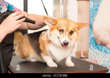 Cane Corgi Drying PET Grooming e acconciatura Foto Stock