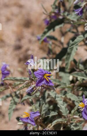 Fiori di porpora, Nightshade di foglia di Silverleaf, Solanum Elaeagnifolium, Solanaceae, perenne invasivo, Joshua Tree City, deserto del Mojave meridionale, Springtime. Foto Stock