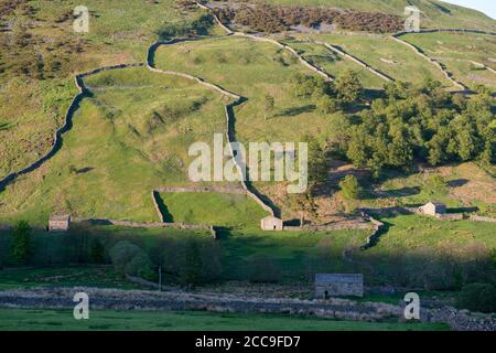 Vista serale di prati e alberi con lunghe ombre e tipiche pareti in pietra a secco che corrono su una collina a Swaledale, Yorkshire Dales Foto Stock