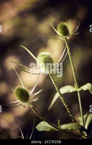 thistle isolato nei campi della provincia di Cantabria, Spagna, Europa Foto Stock