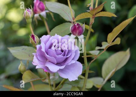 Macro all'aperto di fiori di rosa viola fioriti su un arbusto con gemme, texture dettagliata, sfondo verde naturale sfocato in una giornata estiva soleggiata Foto Stock