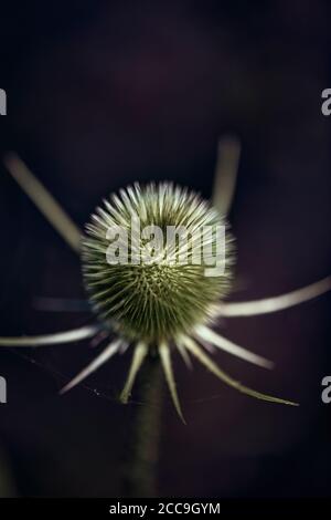 thistle isolato nei campi della provincia di Cantabria, Spagna, Europa Foto Stock