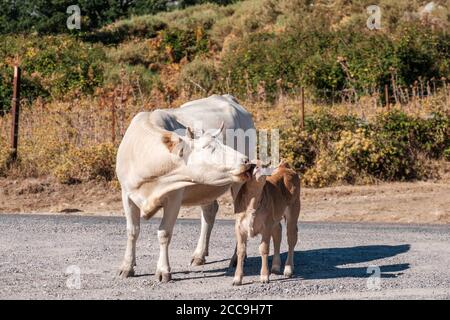 Una grande mucca con corna leccando è recentemente nato vitello Nelle montagne della Corsica Foto Stock