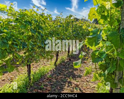 Piccolo vigneto sull'isola Dansih Aaroe Foto Stock