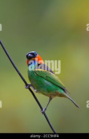 Maschio Tanager a collo rosso (Tangara cianocephala) Arroccato su una filiale in Brasile Foto Stock