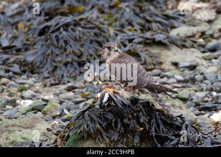 Wintering Merlin (Falco columbarius) nei Paesi Bassi. Mangiare da un Chaffinch comune catturato Foto Stock