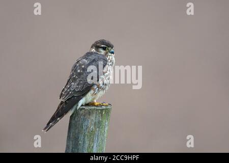 Wintering Merlin (Falco columbarius) sull'isola di Wadden Terschelling nei Paesi Bassi. Seduto su un palo di legno, sul belvedere. Foto Stock