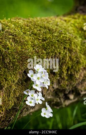 I fiori di Pratensis di cardamina che crescono sotto un tronco di muschio di A. albero caduto Foto Stock