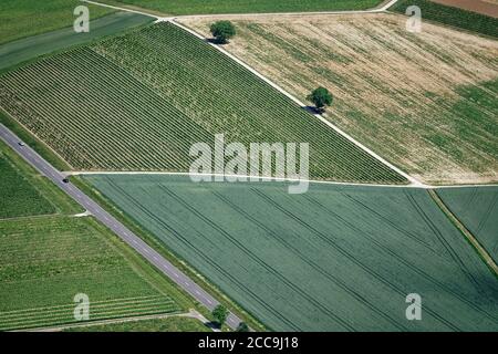 Le piccole strade attraversano la zona agricola della valle del Reno, dove si trovano molti vigneti, alberi da frutto e campi di grano. Foto Stock