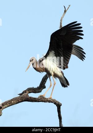 Secondo anno di calendario Black Stork (Ciconia nigra) arroccato in un albero nel parco nazionale di Kanha in India. Foto Stock