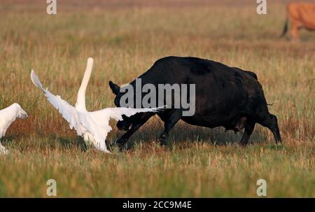 Swans Mute maschio adulto (Cygnus olor) difendendo la sua famiglia da una mucca aggressiva in Danimarca. Alla fine il maschio ha rotto le ali durante la lotta. Foto Stock