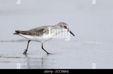 Primo inverno Western Sandpiper (Calidris mauri) sulla spiaggia di Stone Harbor, New Jersey, Stati Uniti. Foto Stock