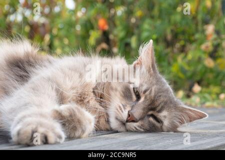 Bellissimo gatto sognante Foto Stock