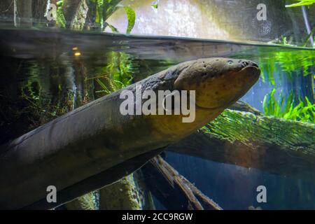 L'anguilla elettrica (Electrophorus electricus) è un pesce elettrico sudamericano. Ha tre coppie di organi addominali che producono elettricità. Foto Stock