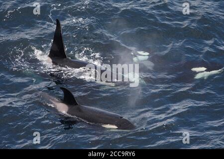 Pod di quattro balene Killer (Orcinus orca) nuoto della costa della Scozia. Foto Stock