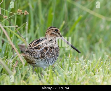 Snipe (Gallinago delicata) di Wilson, adulti, in erba corta, durante la fine dell'autunno, sul bordo di una palude vicino a Cameron, Texas, negli Stati Uniti. Foto Stock