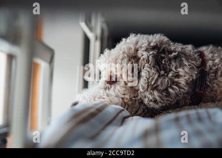 Cane pigro che guarda fuori dalla finestra Foto Stock