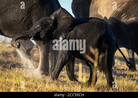 L'elefante piccolo e bagnato del bambino sta dandosi una polvere bagno mentre cammina con la sua mandria nel fiume Chobe in Botswana Foto Stock