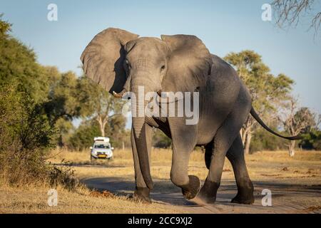 Giovane elefante maschio con marcature bagnate sulle gambe e tronco che cammina verso la telecamera testa sopra con un turista Veicolo sullo sfondo del fiume Khwai Foto Stock
