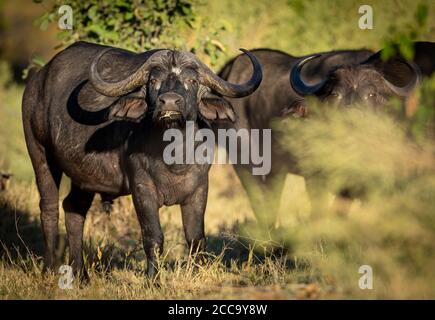 Capo bufalo bull pascolo in piedi guardando dritto alla fotocamera in Luci nel tardo pomeriggio a Moremi Okavango Delta Botswana Foto Stock