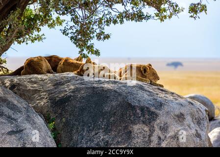 Gruppo di giovani leoni sdraiati su rocce - bellissimo scenario di savana al tramonto. Safari naturalistico nel Parco Nazionale di Serengeti, Masai Mara, Tanzania, Africa Foto Stock