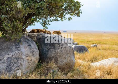 Gruppo di giovani leoni sdraiati su rocce - bellissimo scenario di savana al tramonto. Safari naturalistico nel Parco Nazionale di Serengeti, Masai Mara, Tanzania, Africa Foto Stock