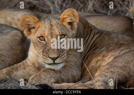 Leone del bambino carino con gli occhi grandi bei ravvicinato in su che guarda Molto interessato al Parco Nazionale di Samburu in Kenya Foto Stock